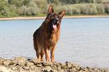 BERGER ALLEMAND 106